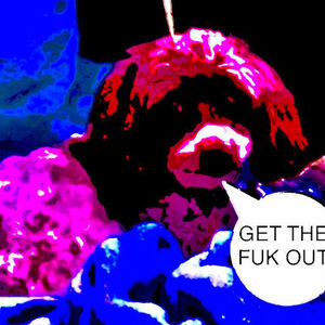 Meet your Posher, Molly